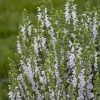 SALVIA WHITE PROFUSION SALVIA