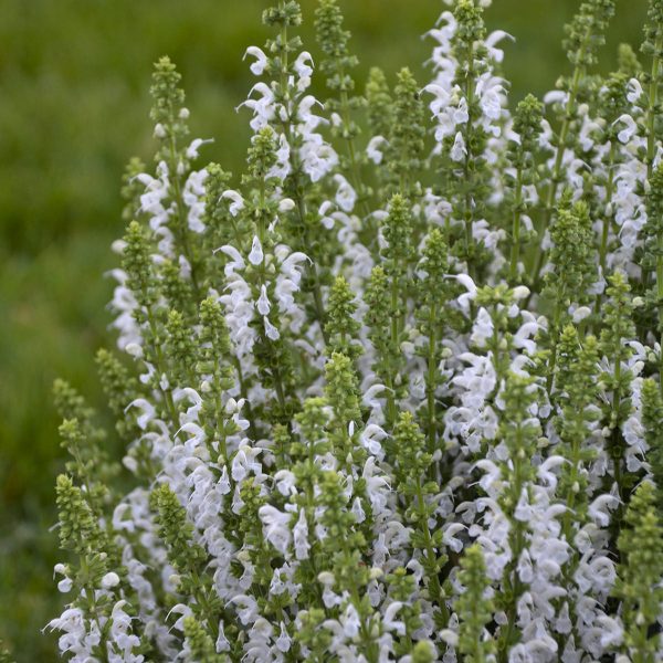 SALVIA WHITE PROFUSION SALVIA