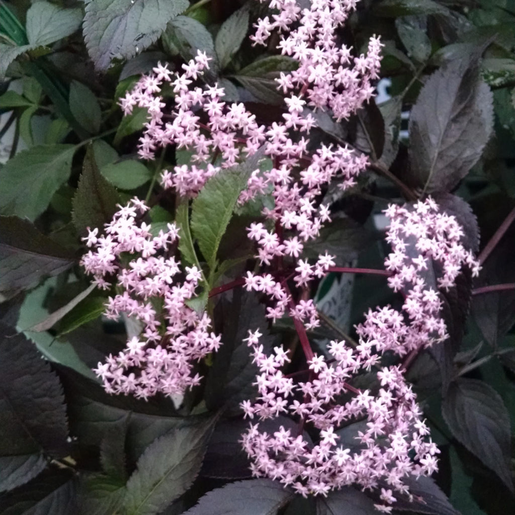 SAMBUCUS BLACK BEAUTY ELDERBERRY