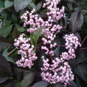 SAMBUCUS BLACK BEAUTY ELDERBERRY