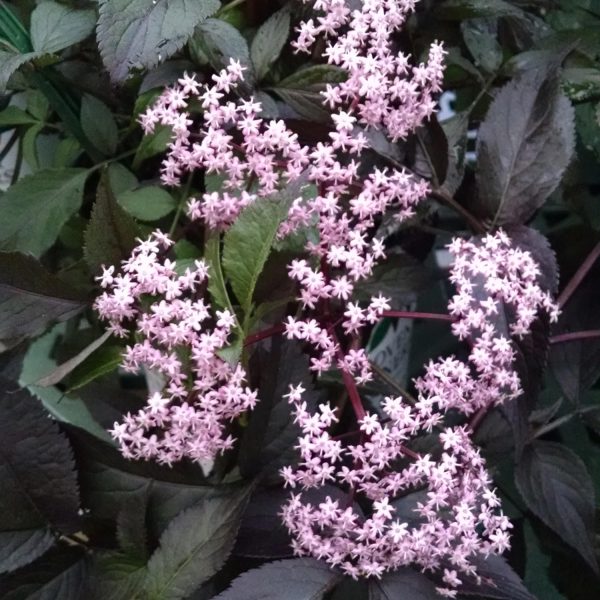 SAMBUCUS BLACK BEAUTY ELDERBERRY