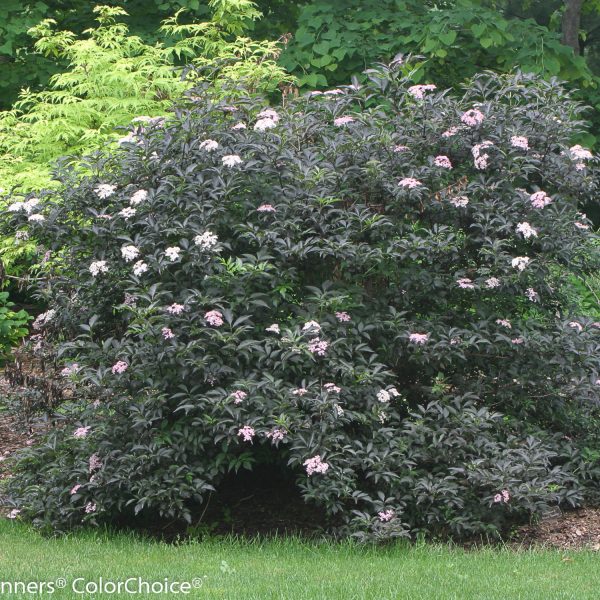 SAMBUCUS BLACK BEAUTY ELDERBERRY