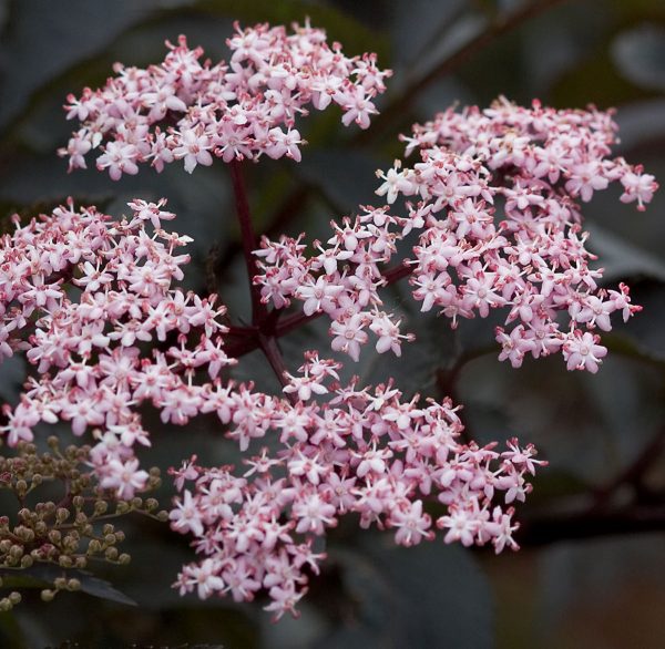 SAMBUCUS BLACK BEAUTY ELDERBERRY