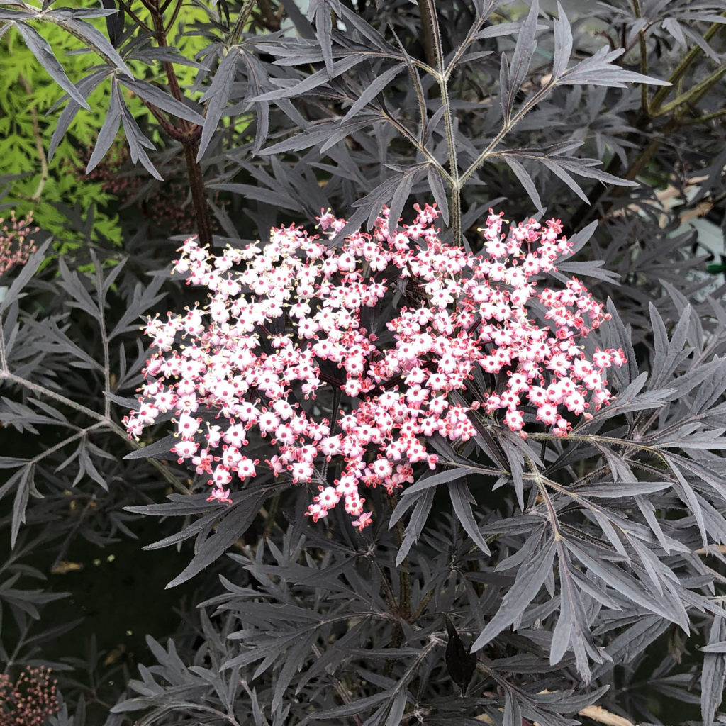 SAMBUCUS BLACK LACE ELDERBERRY