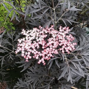 Elderberry - Sambucus