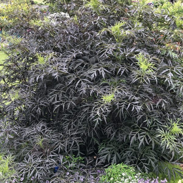 SAMBUCUS BLACK LACE ELDERBERRY