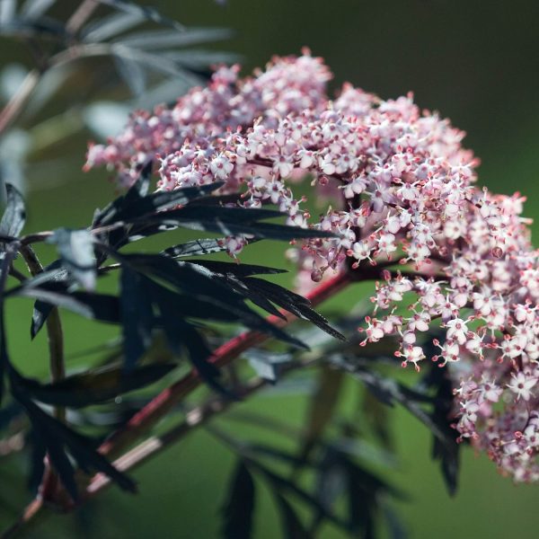 SAMBUCUS BLACK LACE ELDERBERRY