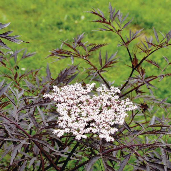 SAMBUCUS BLACK LACE ELDERBERRY