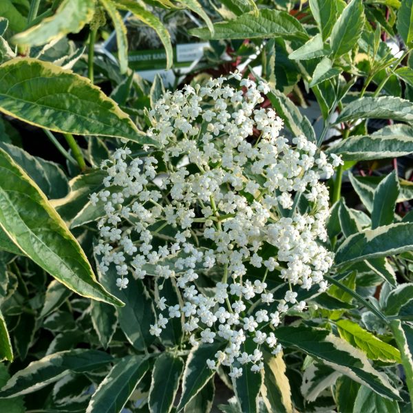 SAMBUCUS INSTANT KARMA ELDERBERRY