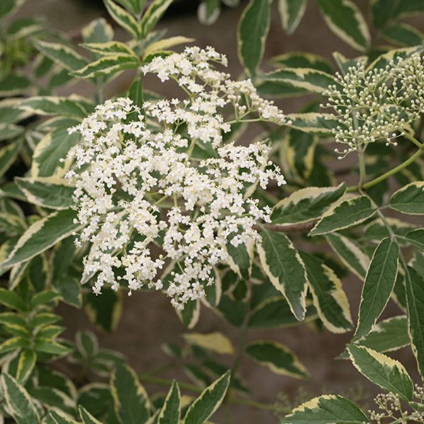 SAMBUCUS INSTANT KARMA ELDERBERRY