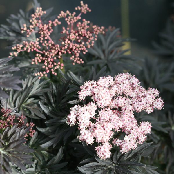 SAMBUCUS LACED UP BLACK ELDERBERRY