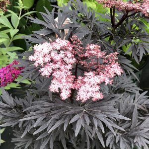 SAMBUCUS LACED UP ELDERBERRY