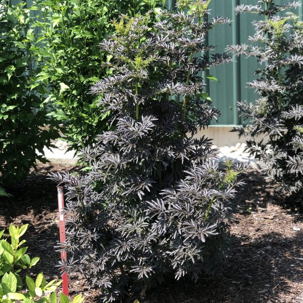 SAMBUCUS LACED UP ELDERBERRY