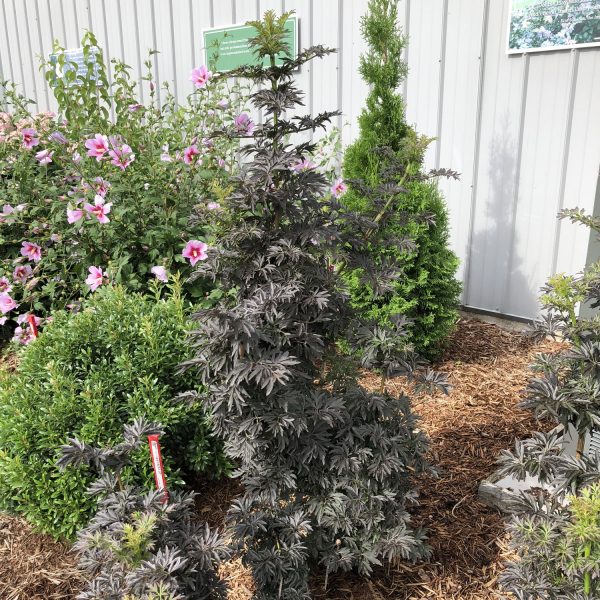 SAMBUCUS LACED UP ELDERBERRY