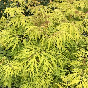 SAMBUCUS LEMONY LACE ELDERBERRY