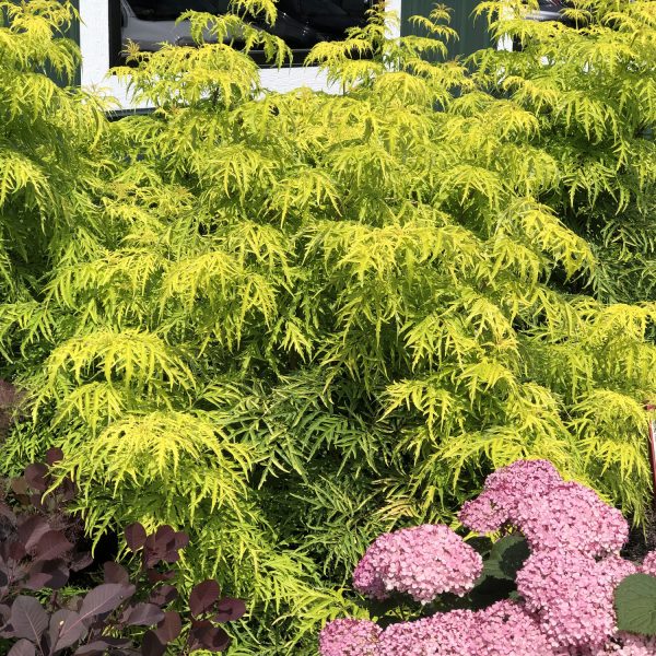 SAMBUCUS LEMONY LACE ELDERBERRY