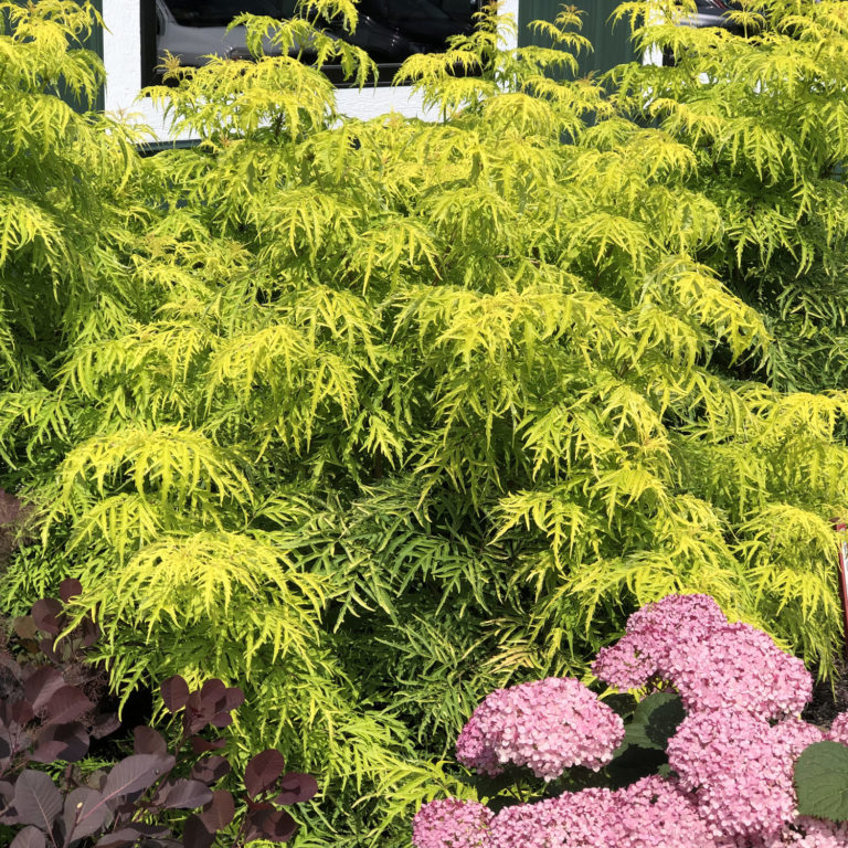 LEMONY LACE® Elderberry Order Online