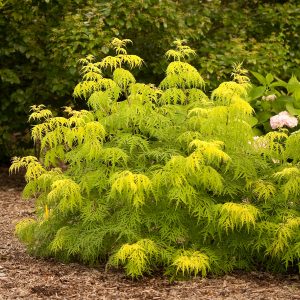 SAMBUCUS LEMONY LACE ELDERBERRY