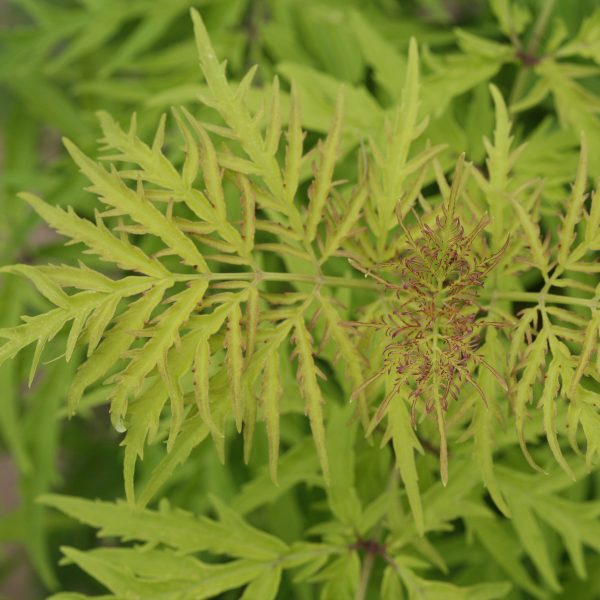 SAMBUCUS LEMONY LACE ELDERBERRY