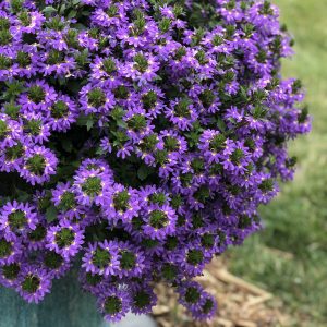 SCAEVOLA WHIRLWIND BLUE FAN FLOWER