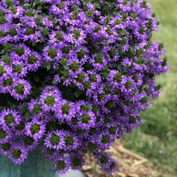 SCAEVOLA WHIRLWIND BLUE FAN FLOWER