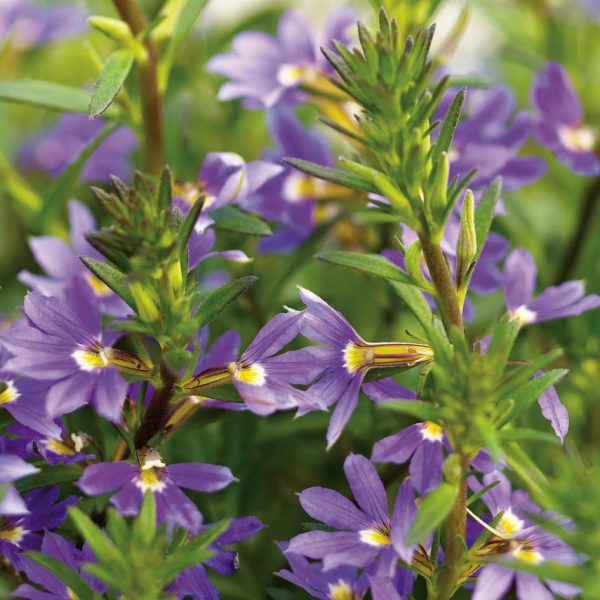 SCAEVOLA WHIRLWIND BLUE FAN FLOWER