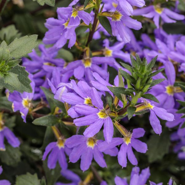 SCAEVOLA WHIRLWIND BLUE FAN FLOWER