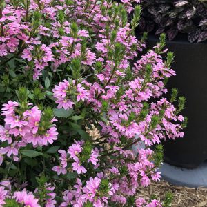 SCAEVOLA WHIRLWIND PINK FAN FLOWER