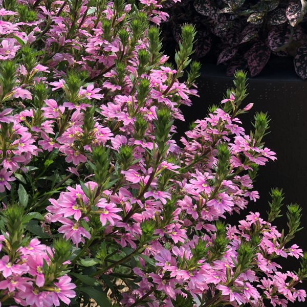 SCAEVOLA WHIRLWIND PINK FAN FLOWER