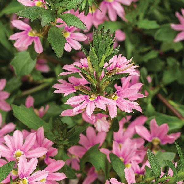 SCAEVOLA WHIRLWIND PINK FAN FLOWER