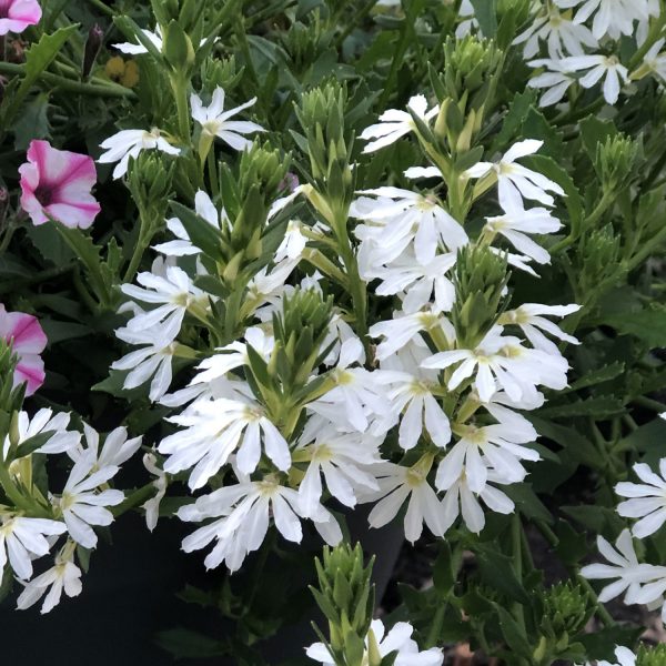 SCAEVOLA WHIRLWIND WHITE FAN FLOWER