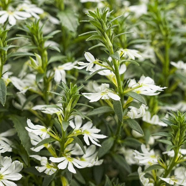 SCAEVOLA WHIRLWIND WHITE FAN FLOWER