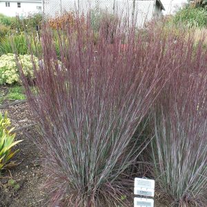 SCHIZACHYRIUM PRAIRIE WINDS BLUE PARADISE LITTLE BLUESTEM