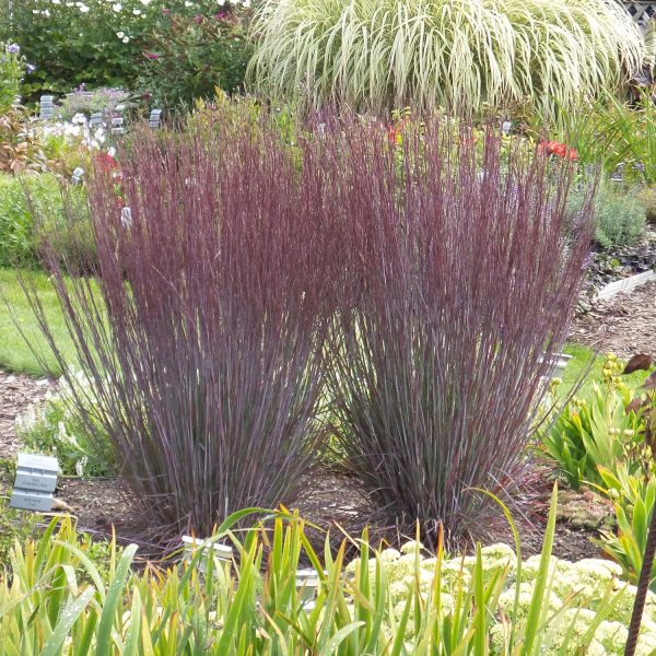 SCHIZACHYRIUM PRAIRIE WINDS BLUE PARADISE LITTLE BLUESTEM