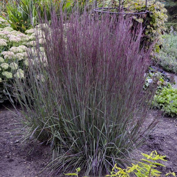 SCHIZACHYRIUM PRAIRIE WINDS BLUE PARADISE LITTLE BLUESTEM