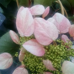 False Hydrangea Vine - Schizophragma