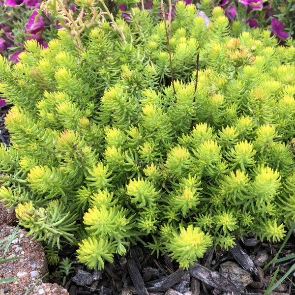 SEDUM ANGELINA STONECROP