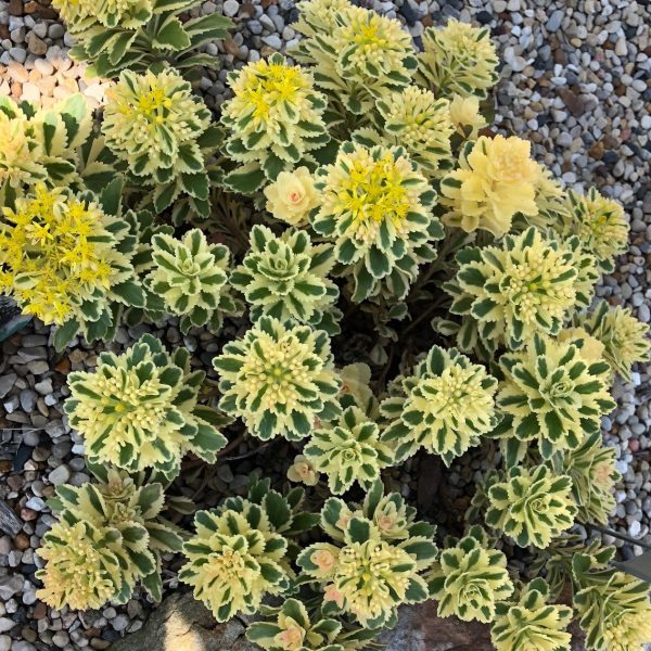 SEDUM ATLANTIS NINSITNAL STONECROP