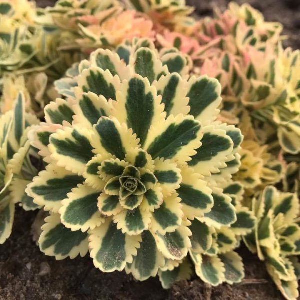 SEDUM ATLANTIS NINSITNAL STONECROP