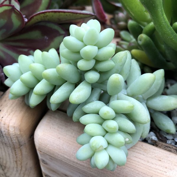 SEDUM BURRITO SEDUM