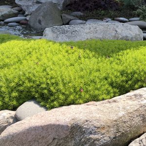 Sedum - Stonecrop