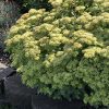 SEDUM LEMON CORAL STONECROP