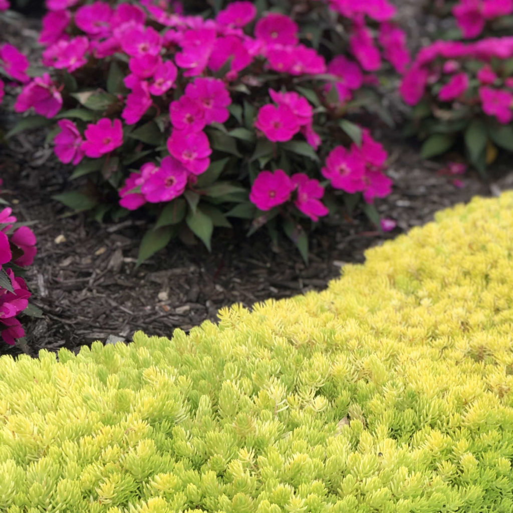 SEDUM LEMON CORAL STONECROP