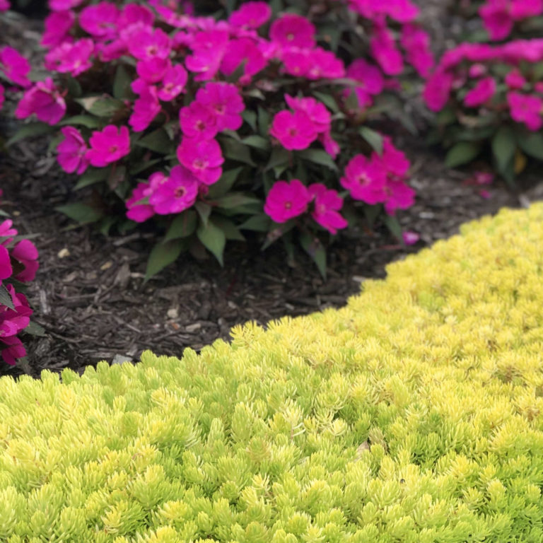 Sedum Lemon Coral™ Order Stonecrop Annuals Online