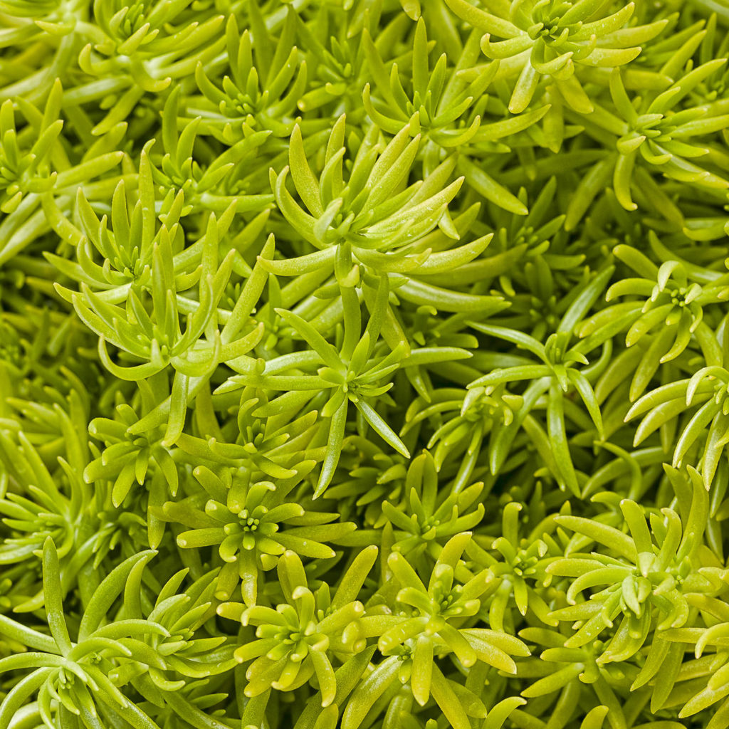 Sedum Lemon Coral™ Order Stonecrop Annuals Online
