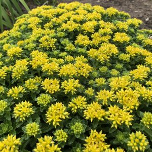 SEDUM LITTLE MISS SUNSHINE STONECROP