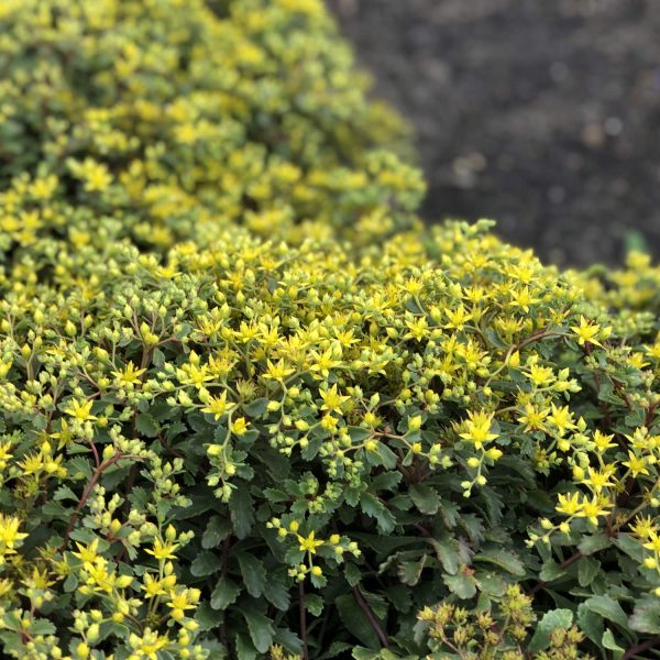 SEDUM LITTLE MISS SUNSHINE STONECROP