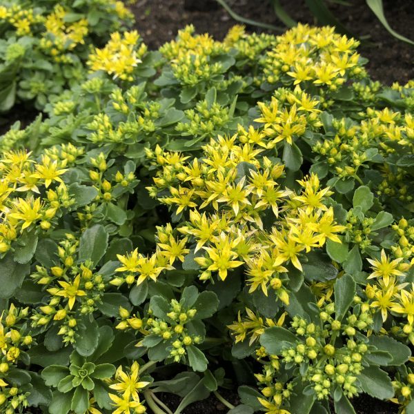 SEDUM LITTLE MISS SUNSHINE STONECROP