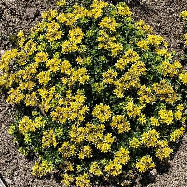 SEDUM LITTLE MISS SUNSHINE STONECROP