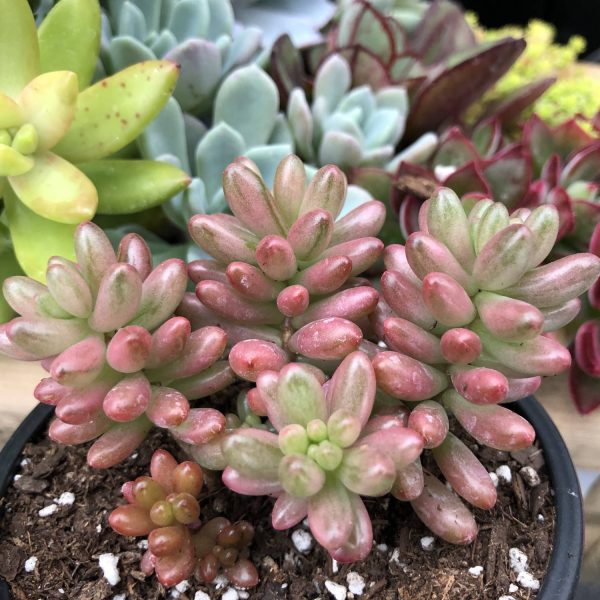 SEDUM PINK JELLY BEANS SEDUM